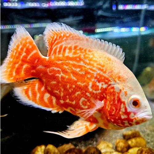 Astronotus ocellatus super red - super red cichlid 8-10 cm